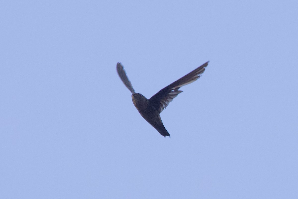 Band-rumped Swift - ML642166987