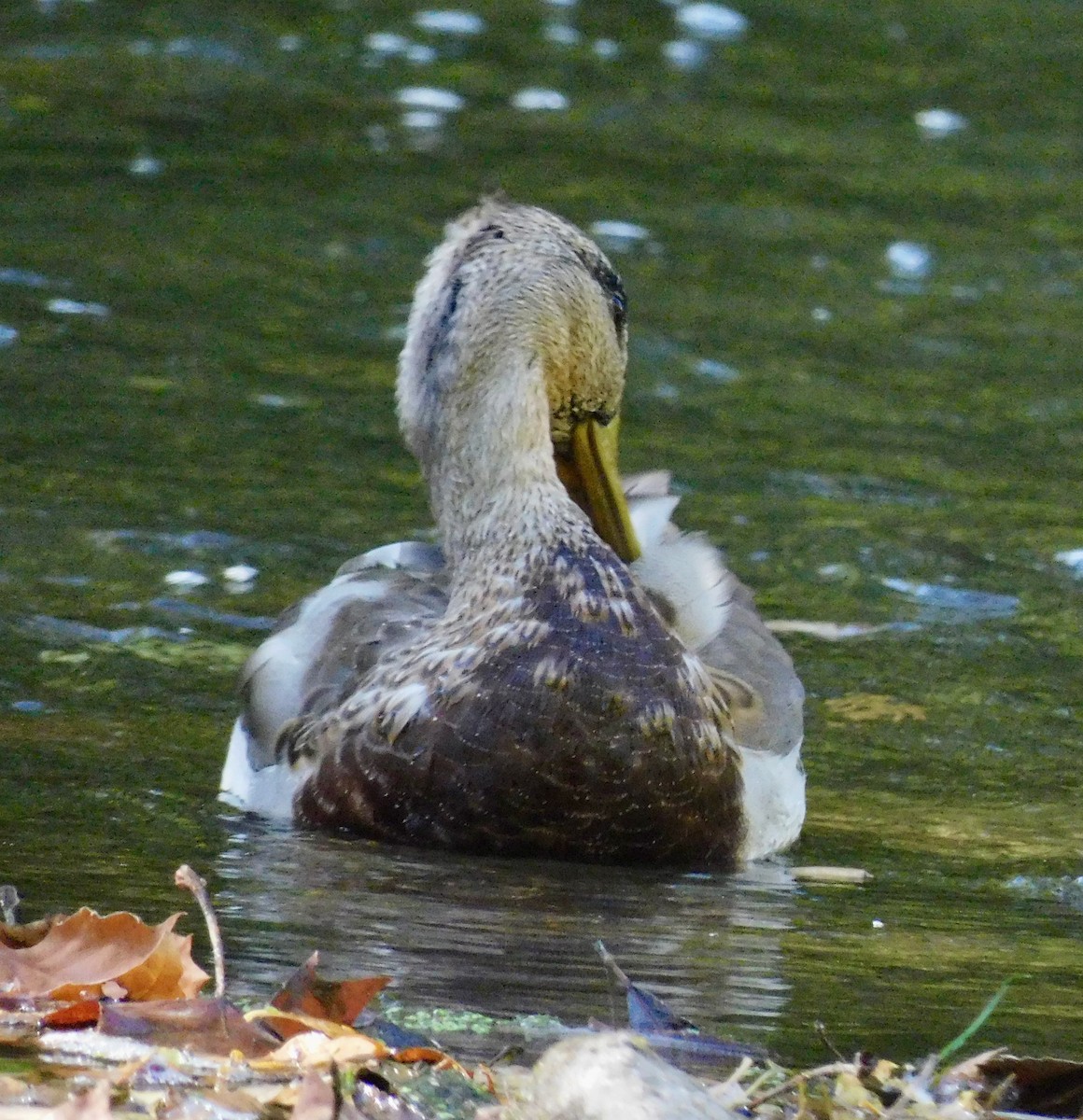 Mallard - ML642167021