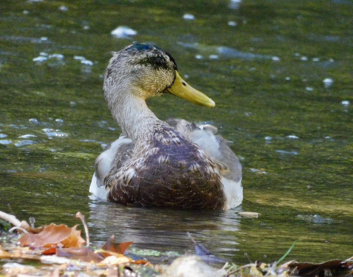 Mallard - ML642167022