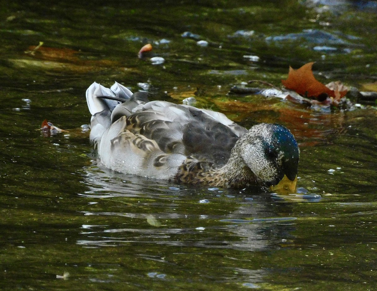 Mallard - ML642167023