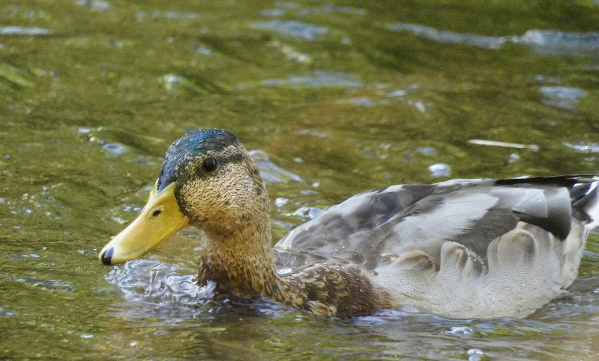 Mallard - ML642167025