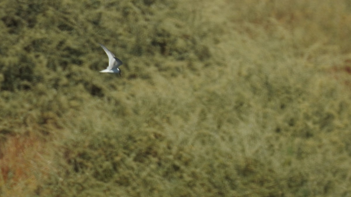Little Tern - Ricardo Salgueiro