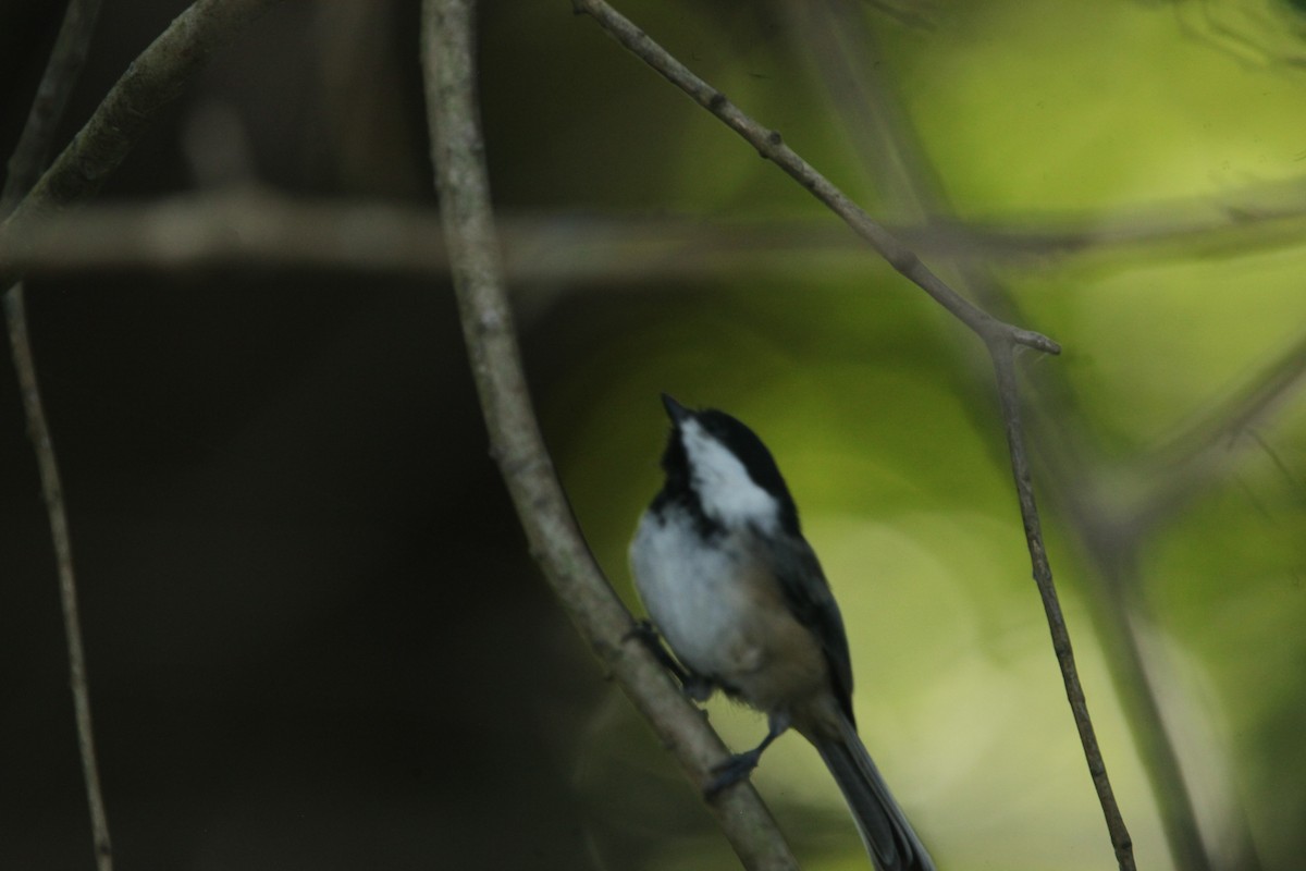 Black-capped Chickadee - ML642167040