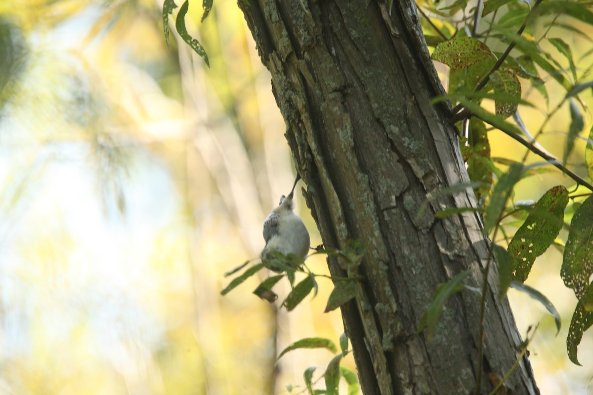 White-breasted Nuthatch - ML642167044