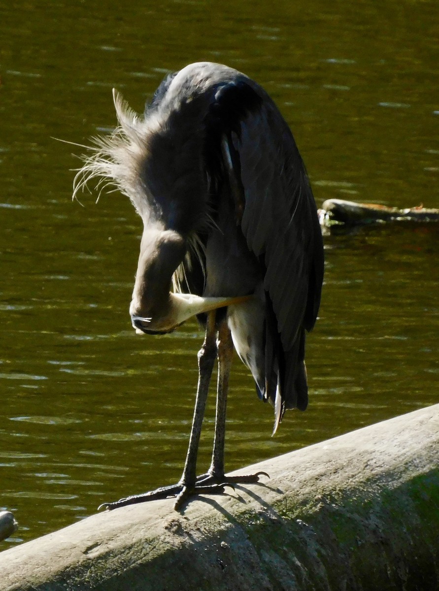 Great Blue Heron - ML642167052
