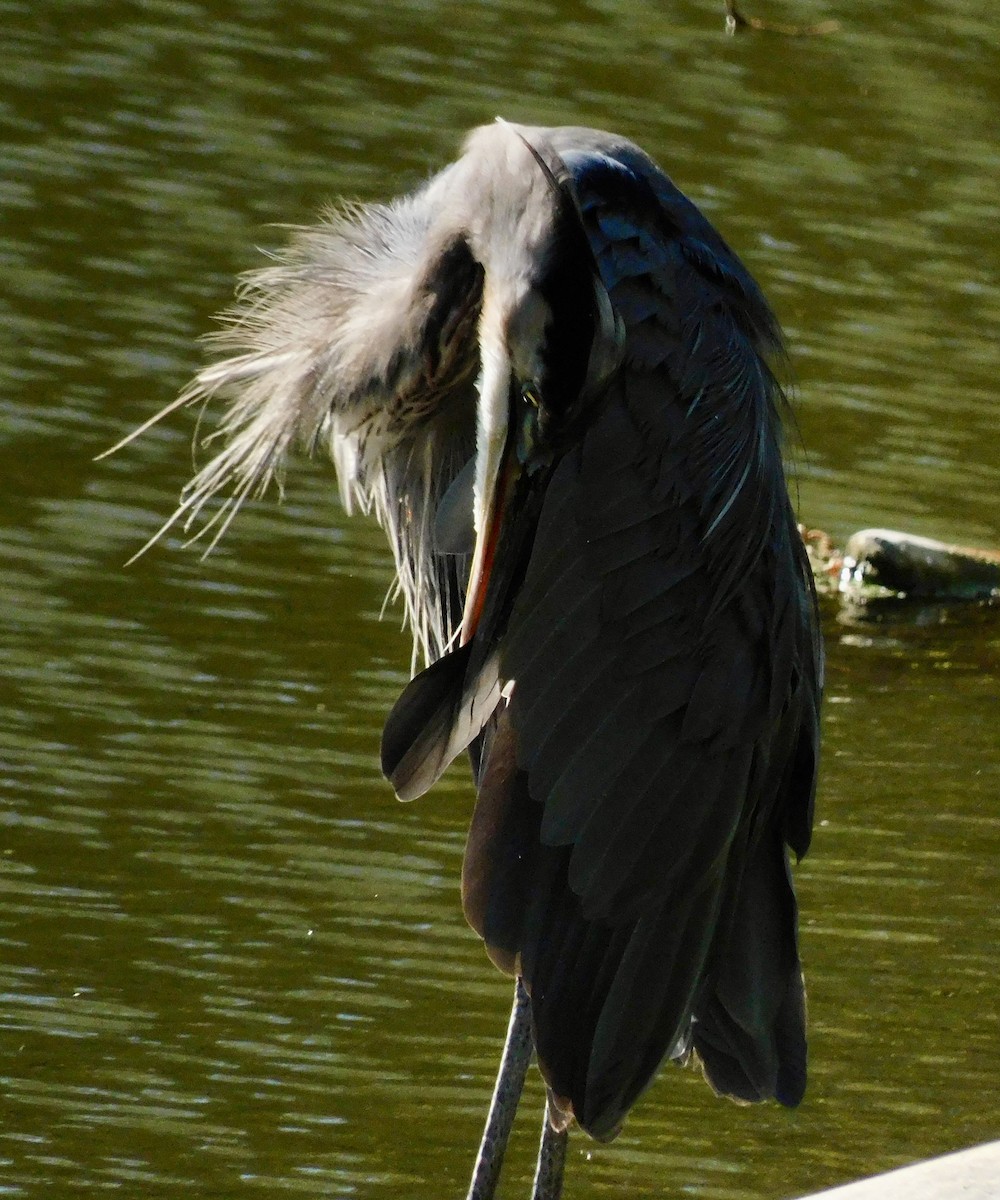 Great Blue Heron - ML642167053