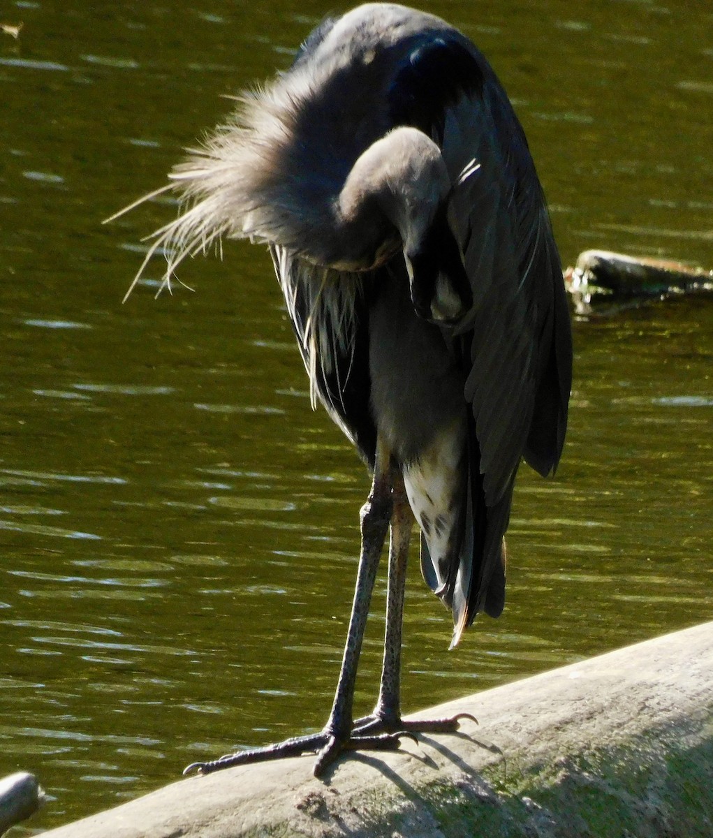 Great Blue Heron - ML642167054
