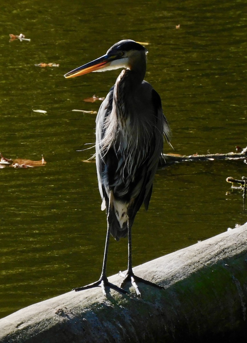 Great Blue Heron - ML642167055