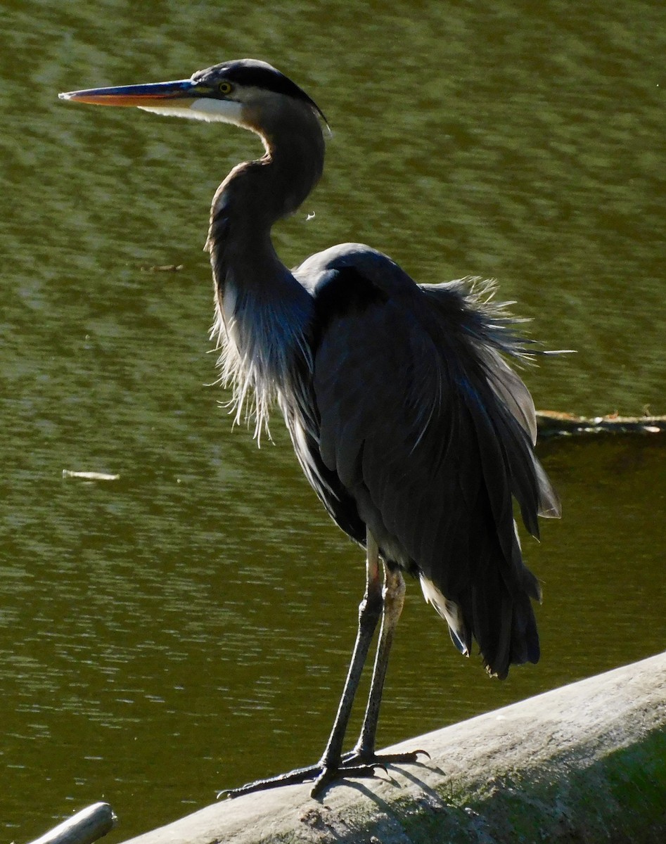 Great Blue Heron - ML642167056