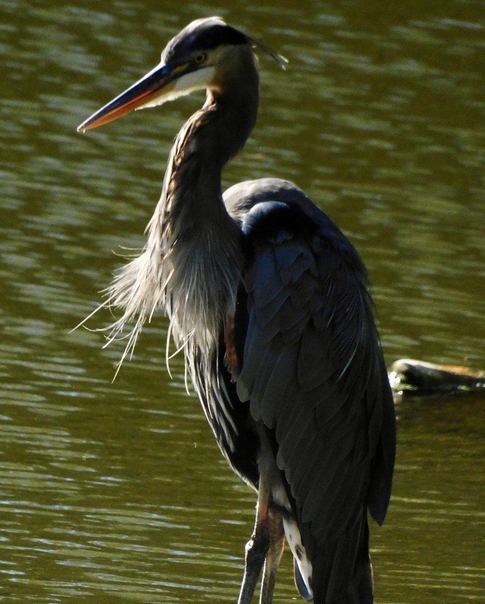 Great Blue Heron - ML642167057