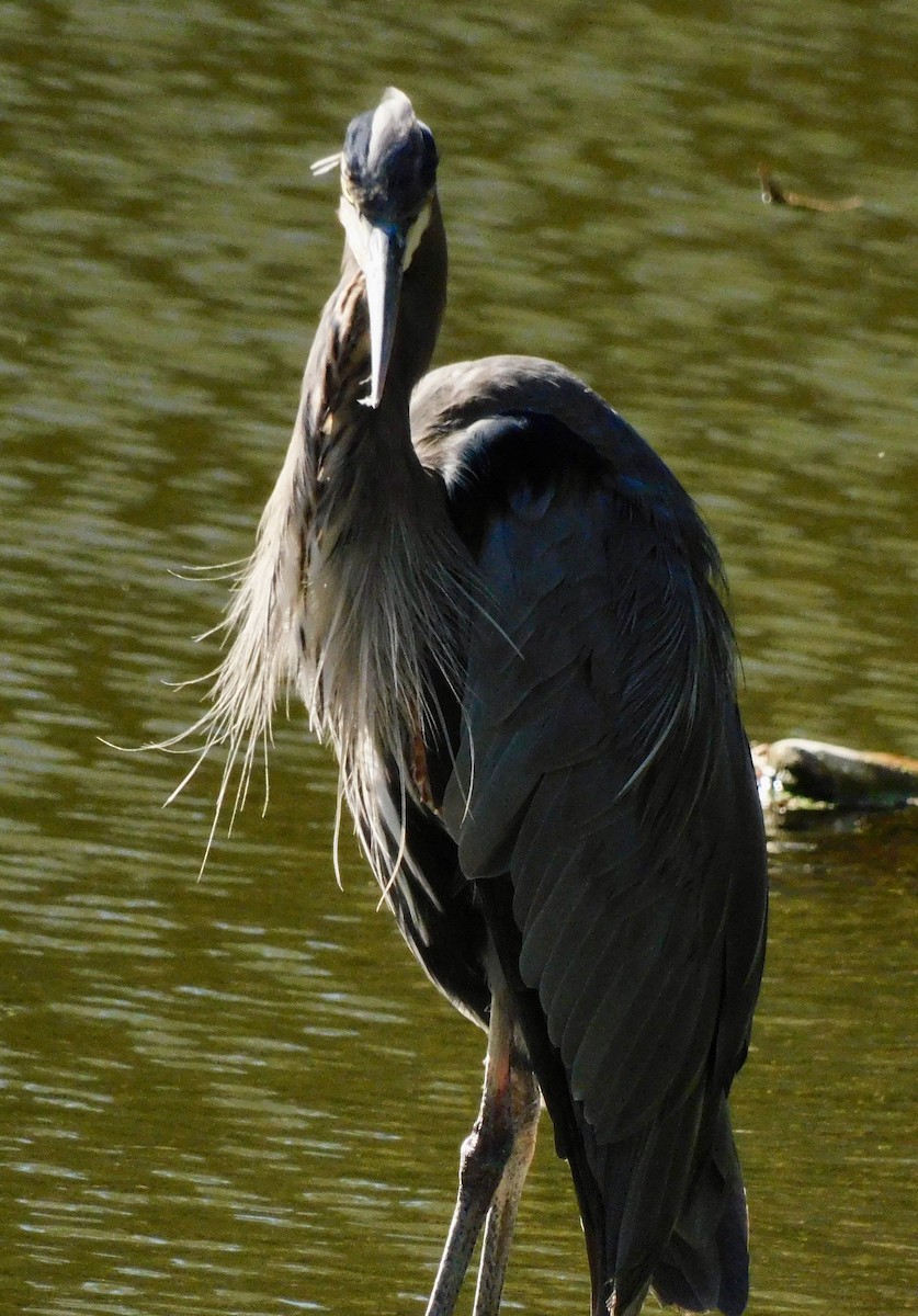 Great Blue Heron - ML642167058