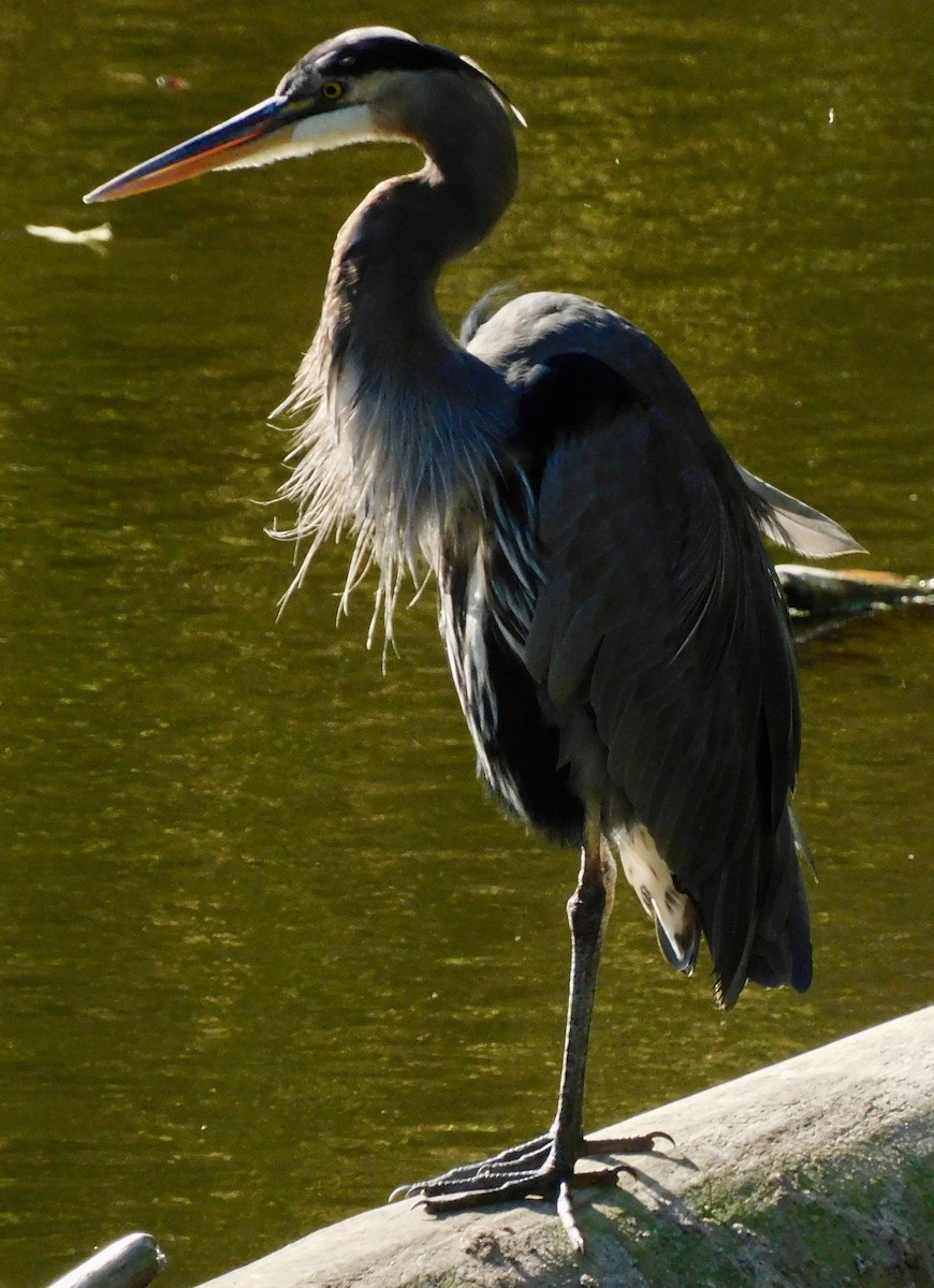 Great Blue Heron - ML642167059