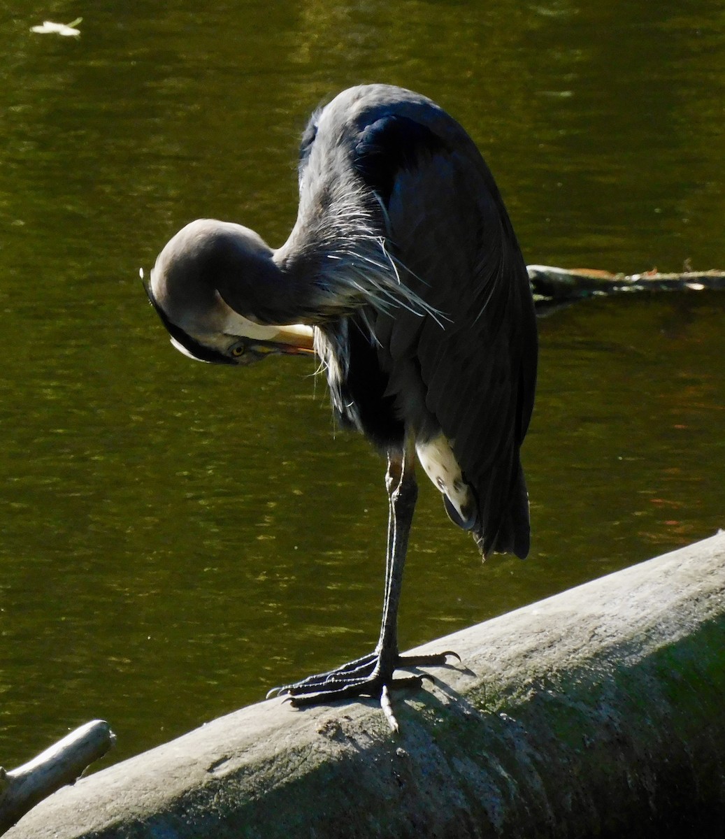 Great Blue Heron - ML642167060
