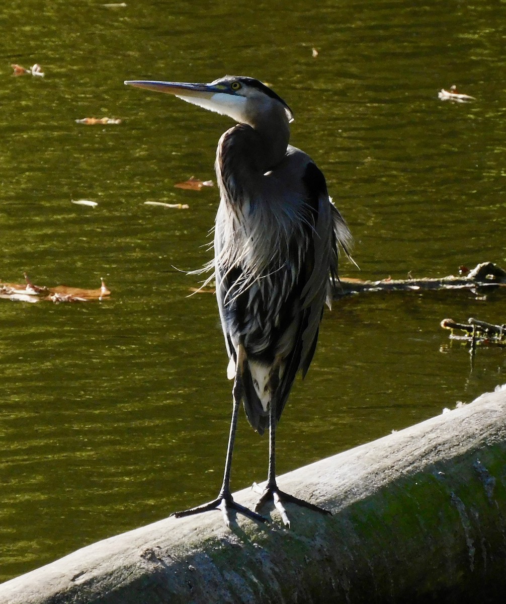 Great Blue Heron - ML642167061