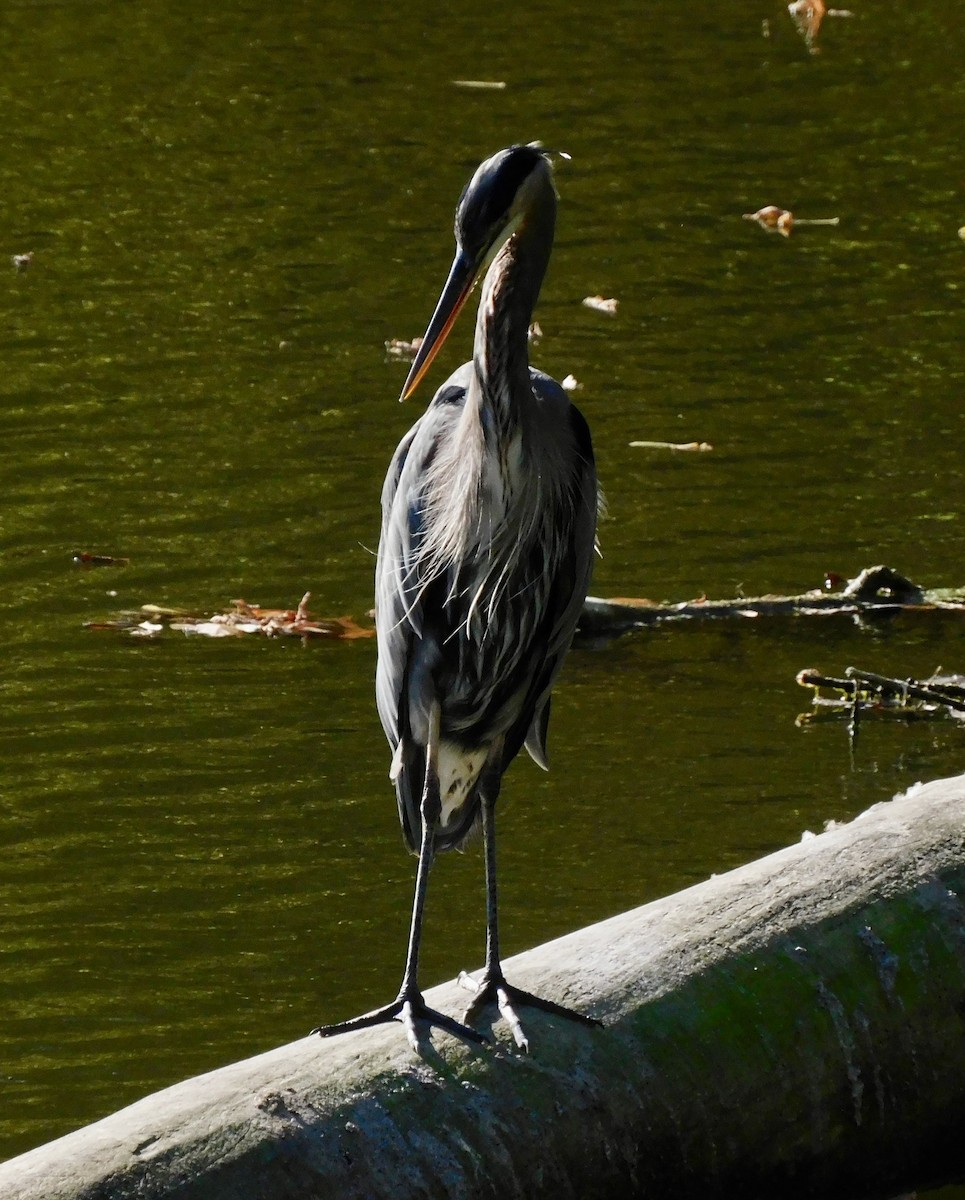 Great Blue Heron - ML642167062