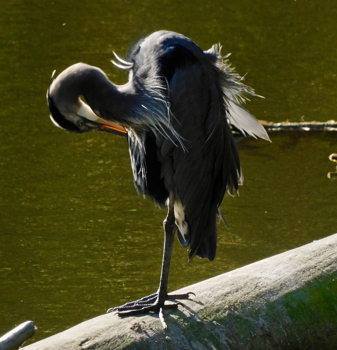 Great Blue Heron - ML642167064