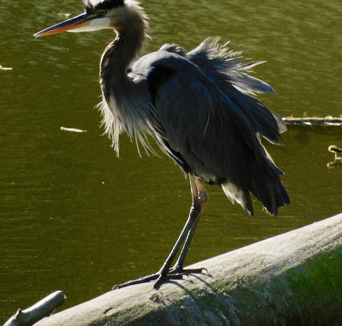 Great Blue Heron - ML642167065