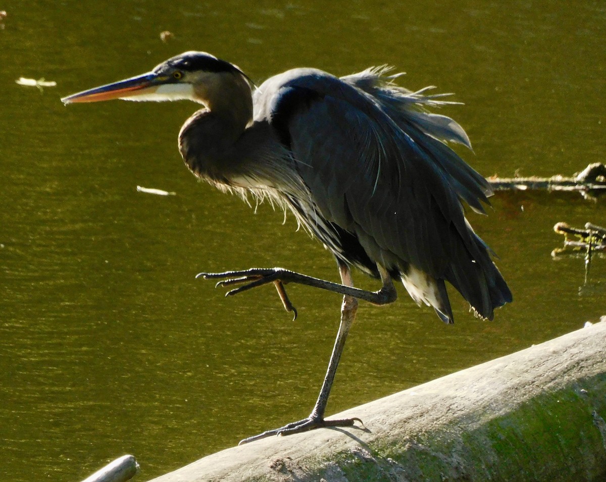 Great Blue Heron - ML642167066