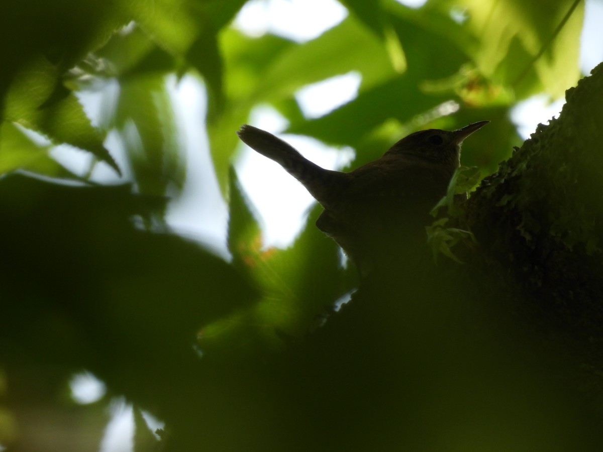 Northern House Wren - ML642167077