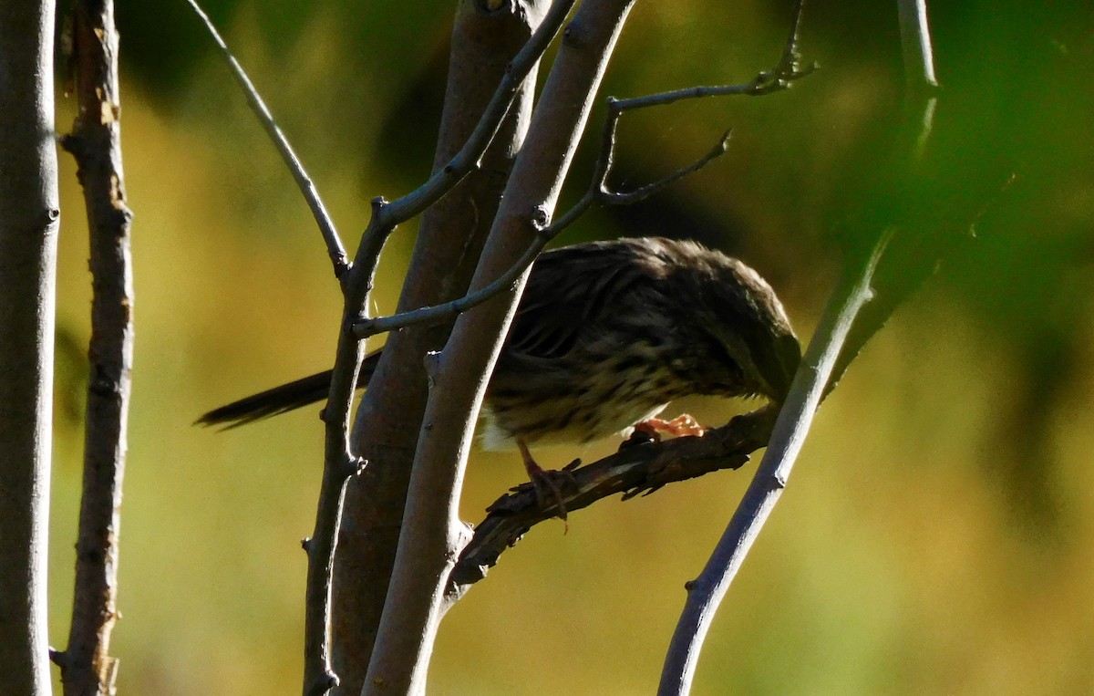 Song Sparrow - ML642167093