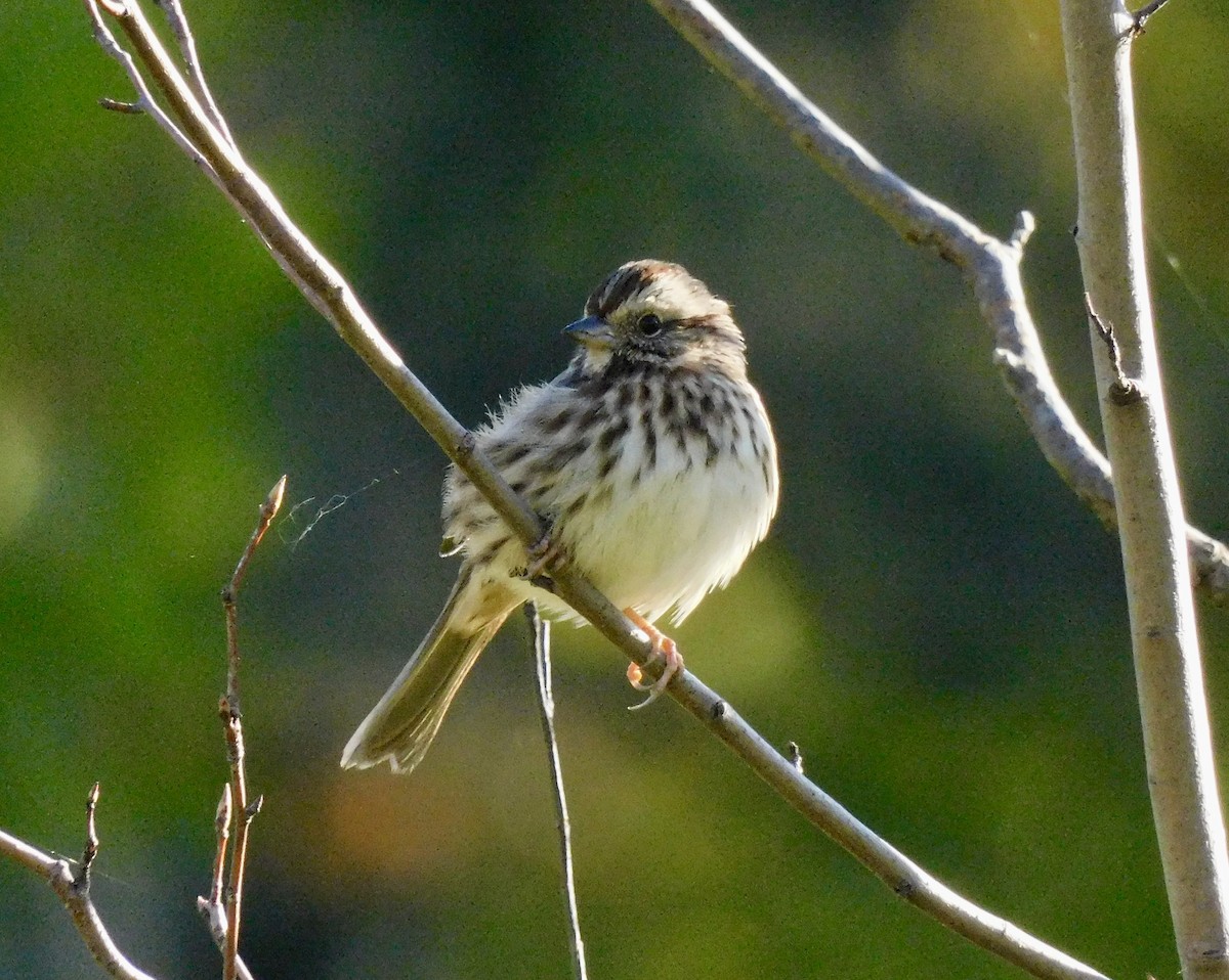 Song Sparrow - ML642167094