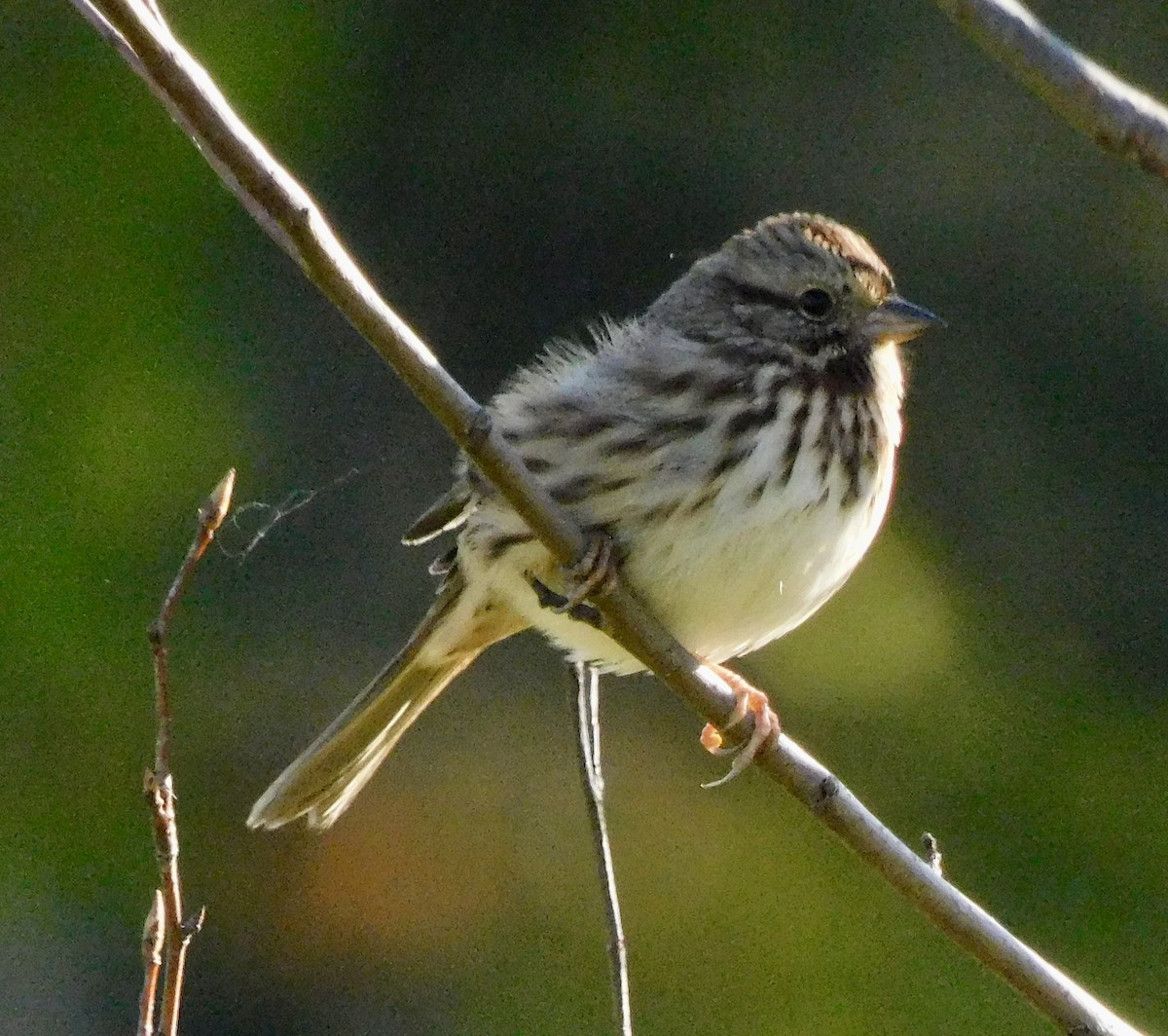 Song Sparrow - ML642167095