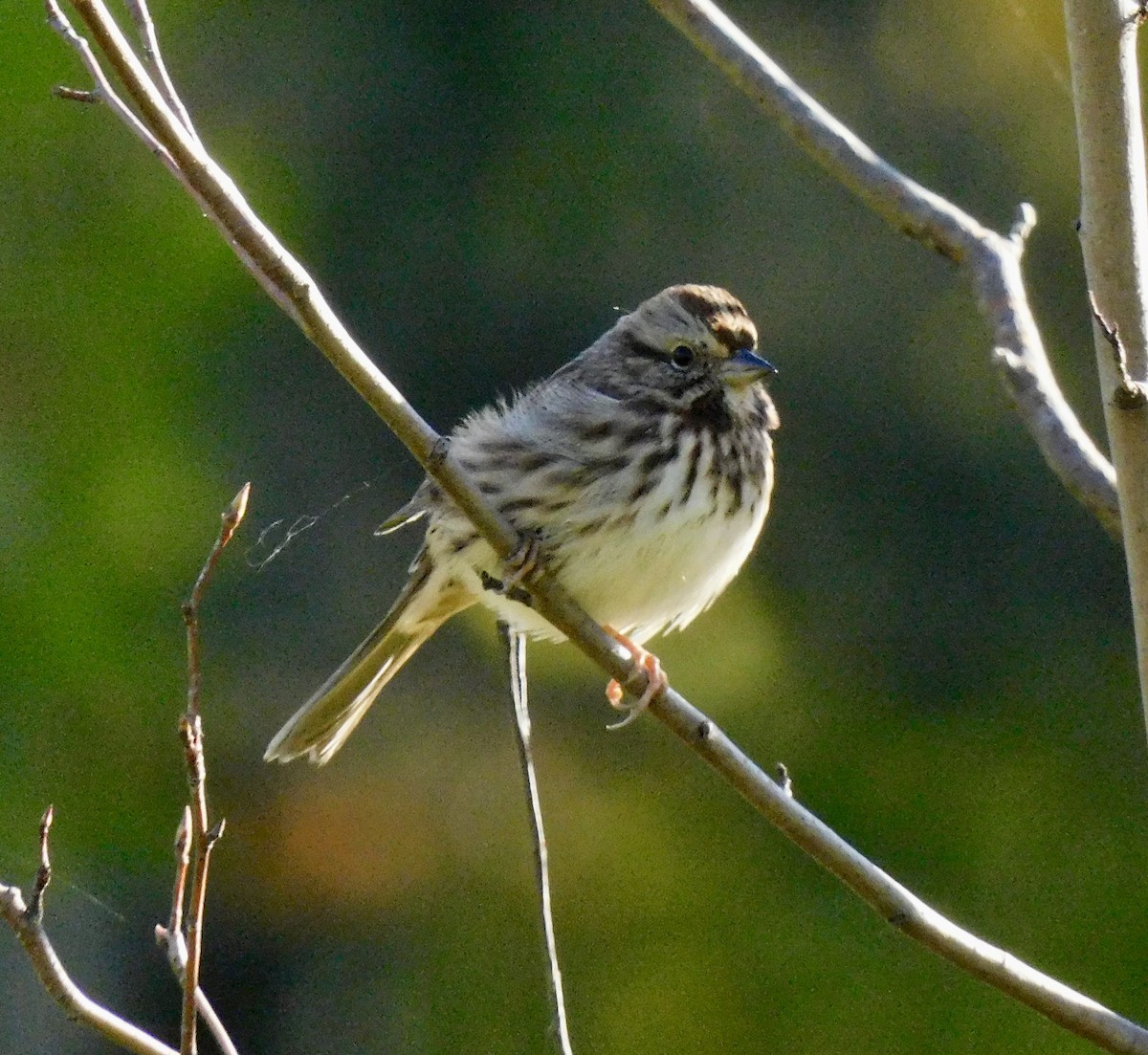Song Sparrow - ML642167096