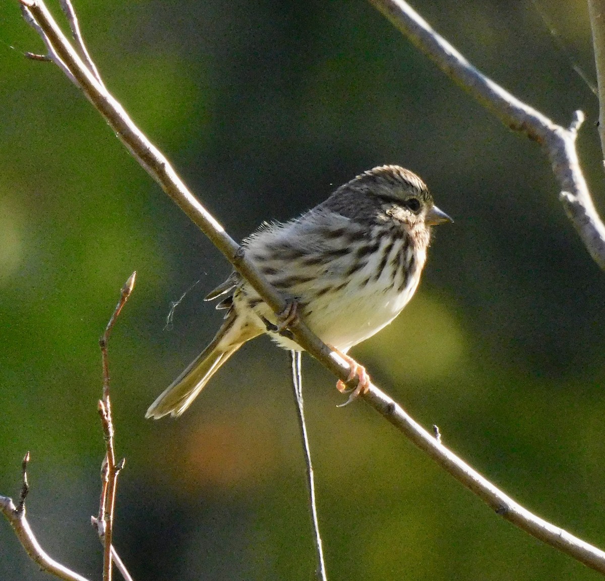 Song Sparrow - ML642167097