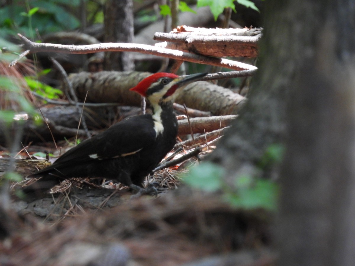 Pileated Woodpecker - ML642167098