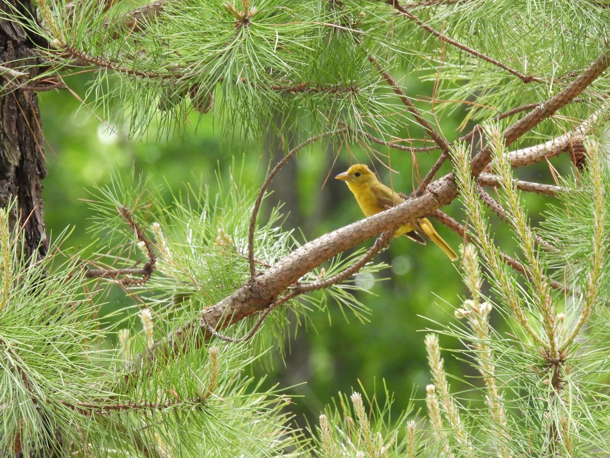 Summer Tanager - ML642167113