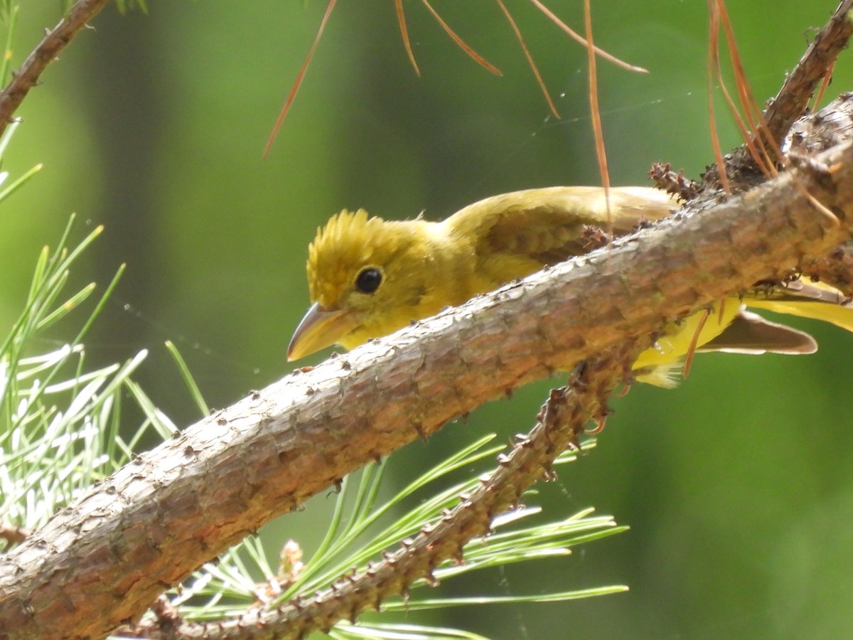 Summer Tanager - ML642167115