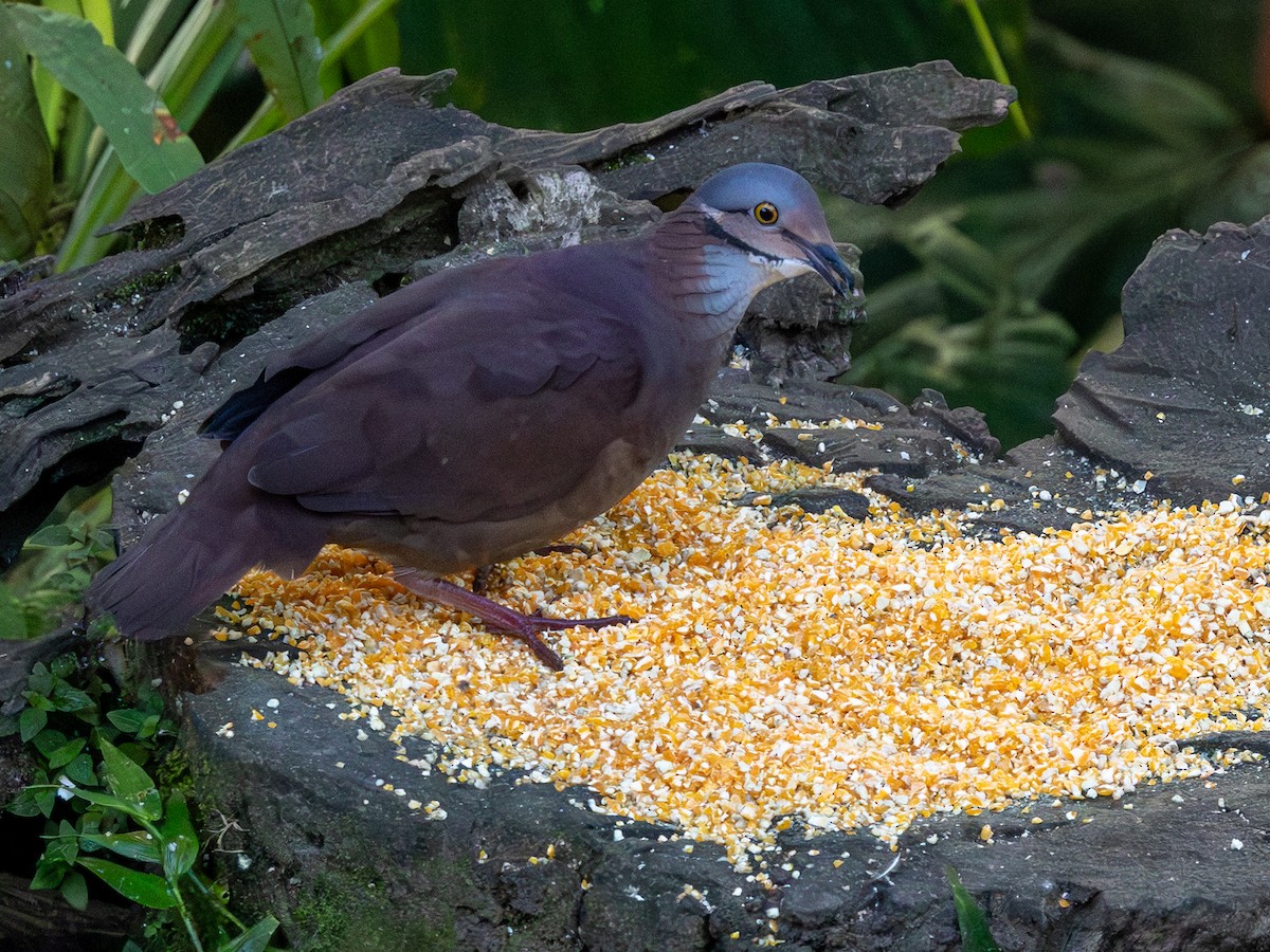 White-throated Quail-Dove - ML642167139