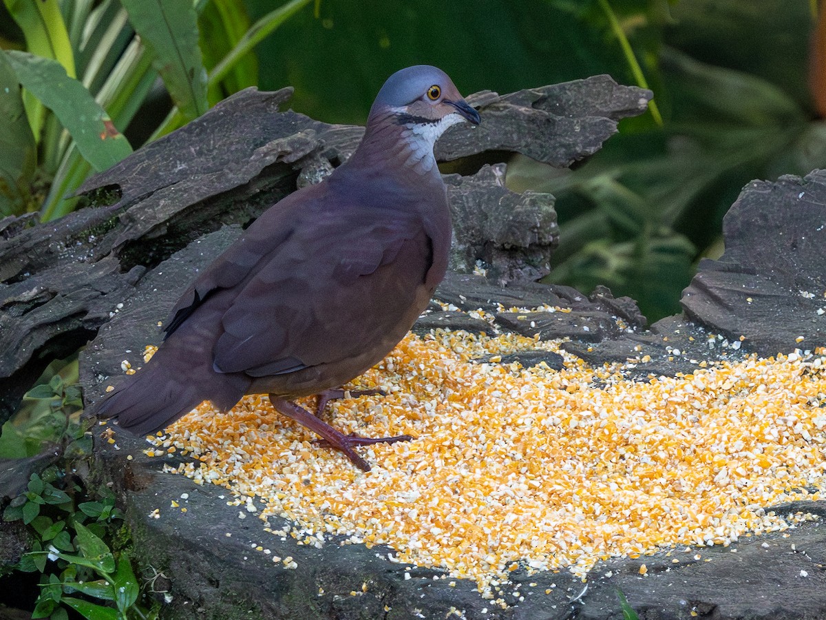 White-throated Quail-Dove - ML642167140