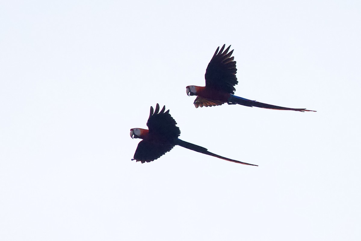 Scarlet Macaw - ML642167143