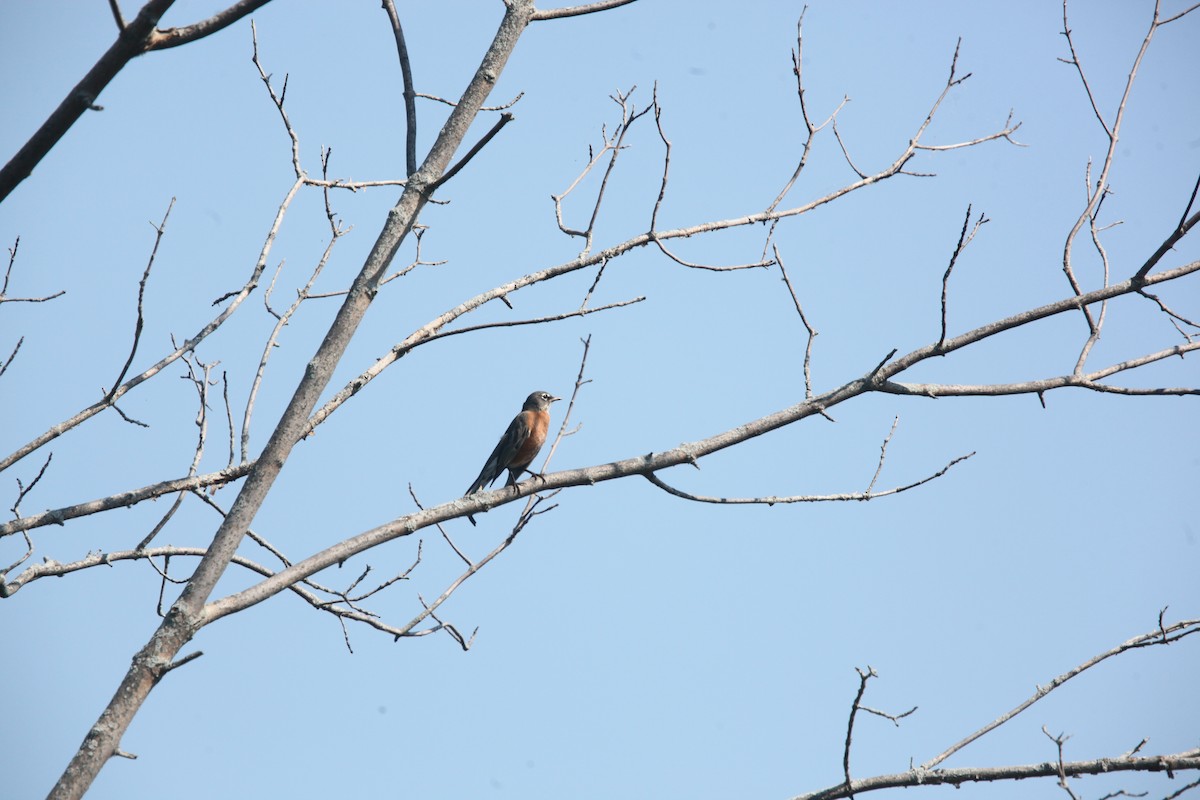 American Robin - ML642167145