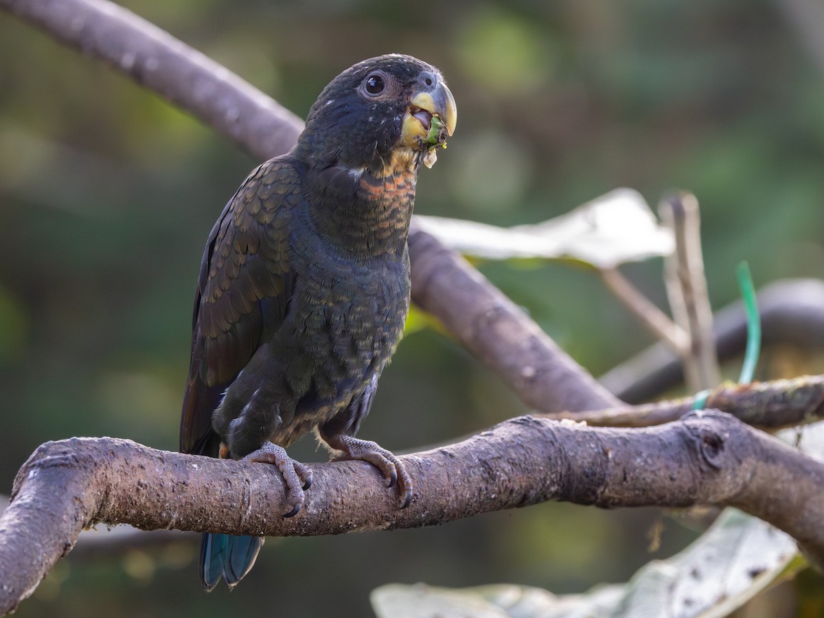 Bronze-winged Parrot - ML642167155
