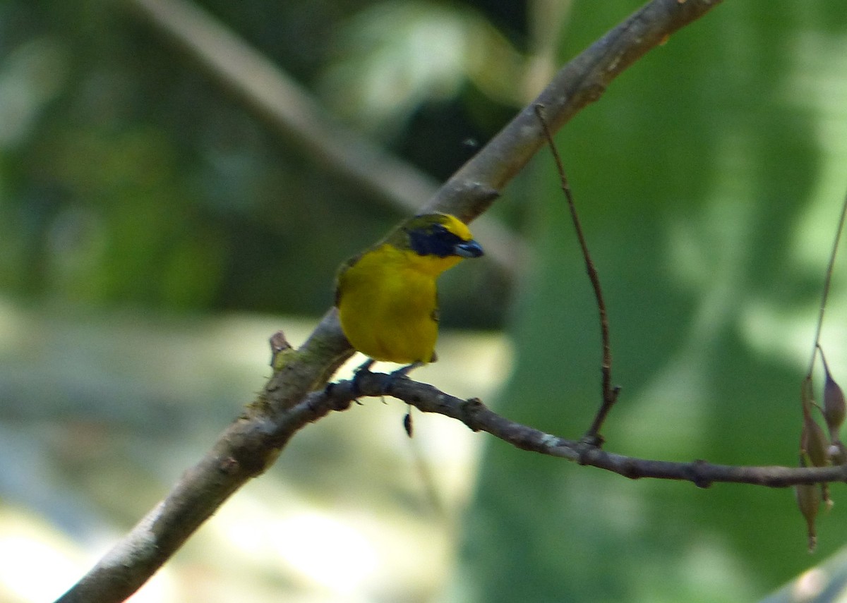 Thick-billed Euphonia - ML642167199