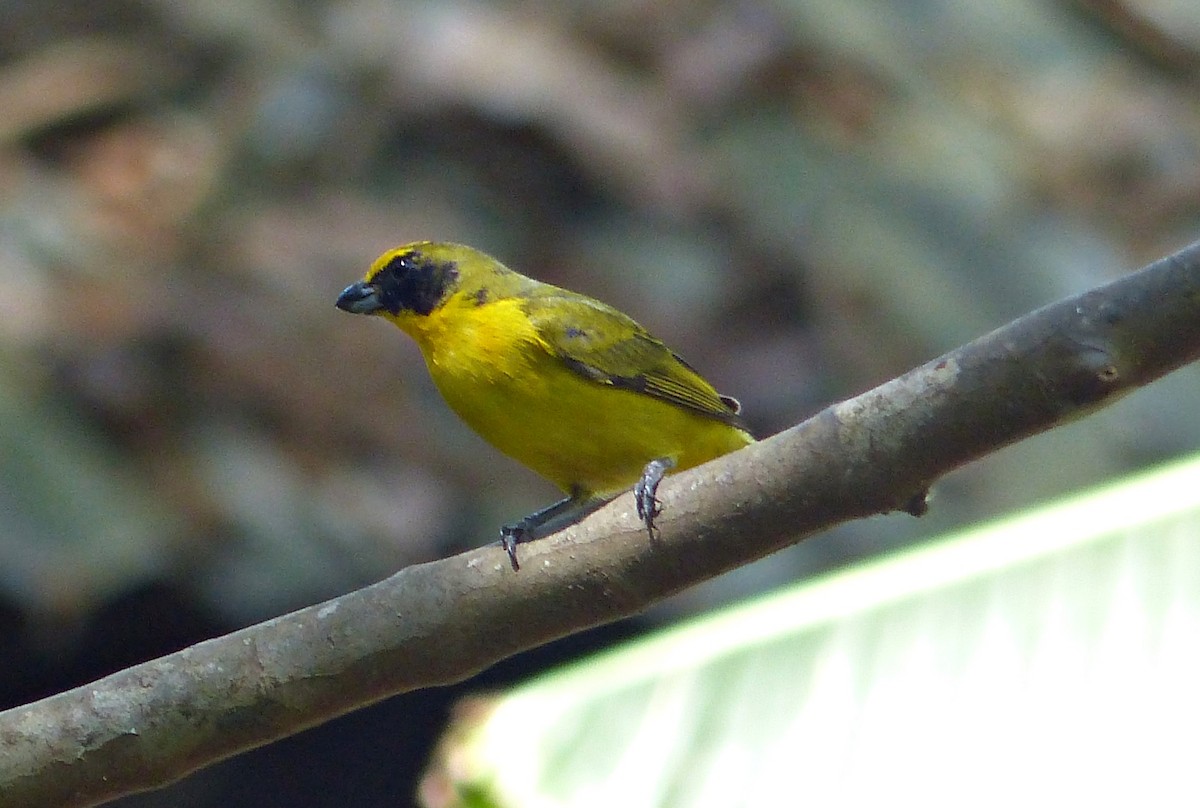Thick-billed Euphonia - ML642167200