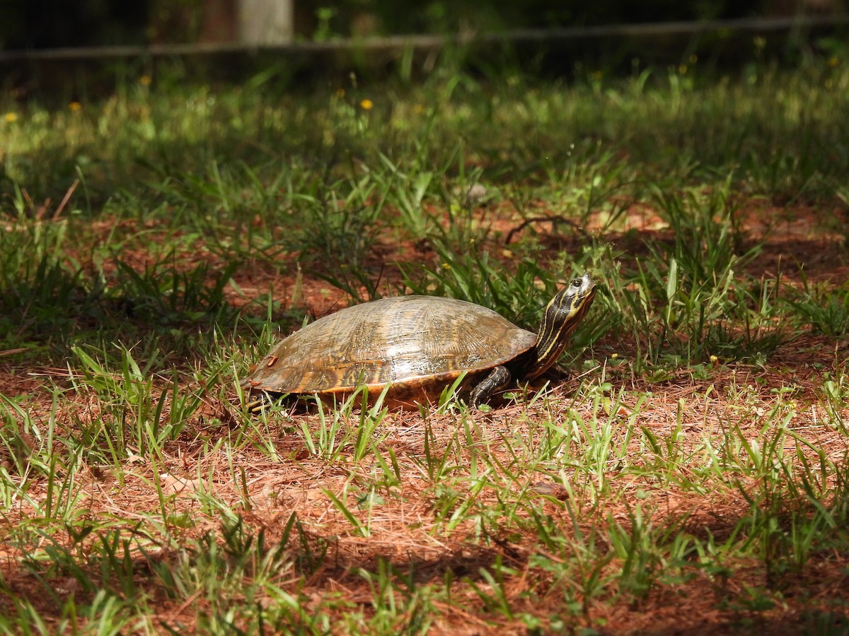 Animals - ML642167210