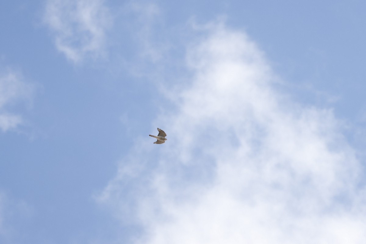 Eurasian Sparrowhawk - ML642167248