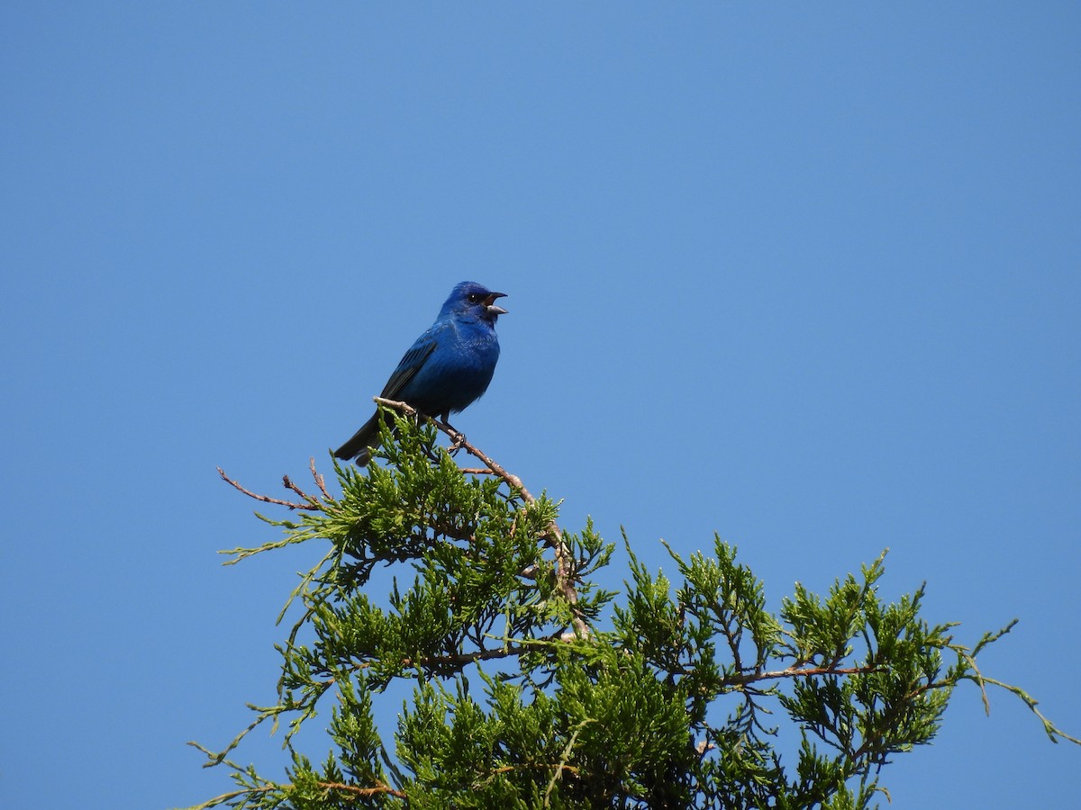 Indigo Bunting - ML642167260