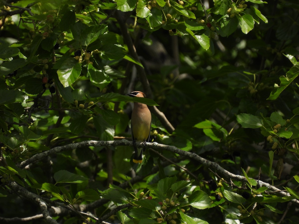 Cedar Waxwing - ML642167265