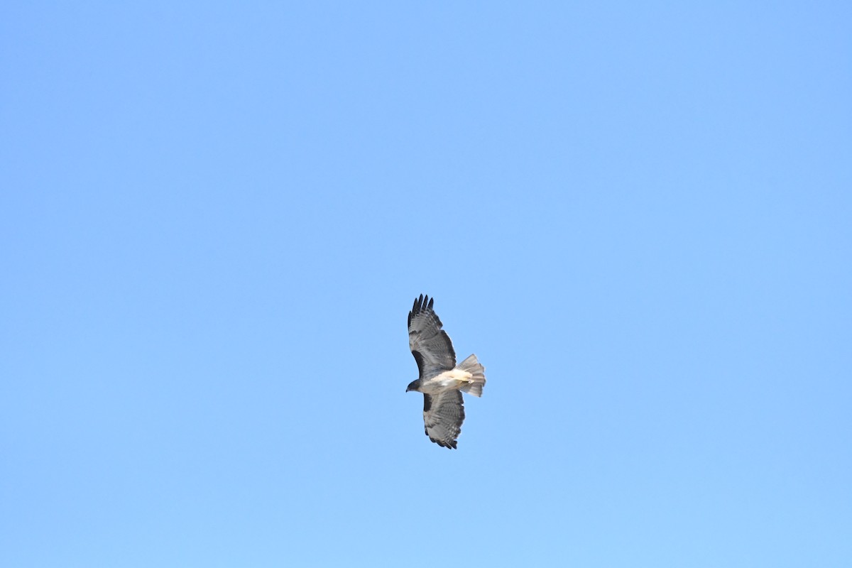 káně rudochvostá (ssp. calurus/alascensis) - ML642167318