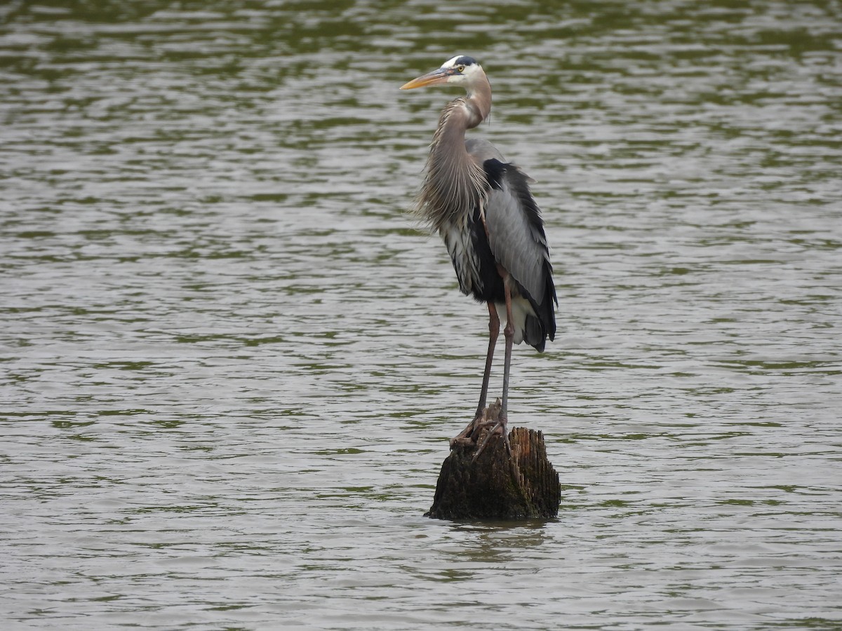Great Blue Heron - ML642167326