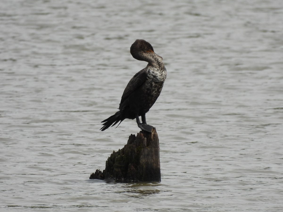 Double-crested Cormorant - ML642167330