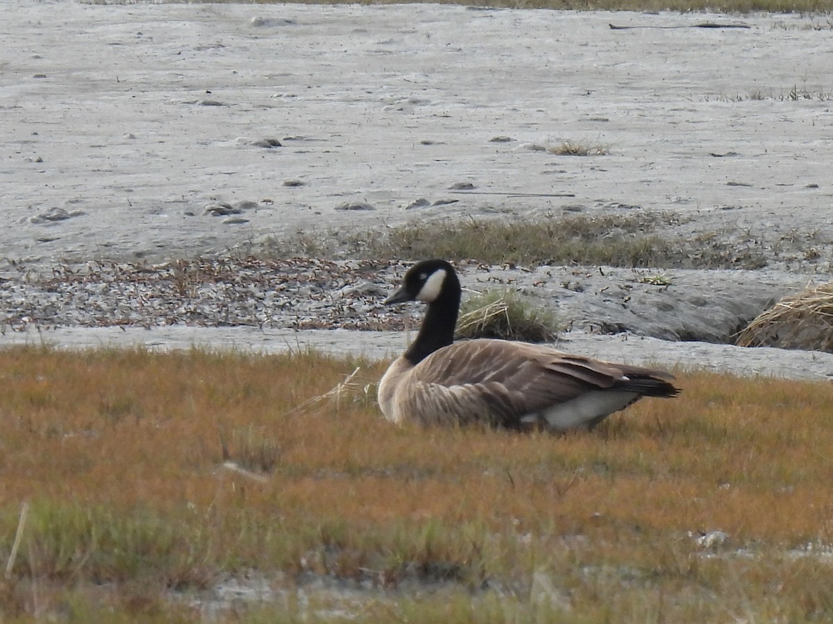 Cackling/Canada Goose - ML642167342