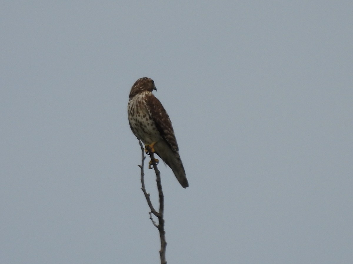 Red-shouldered Hawk - ML642167356