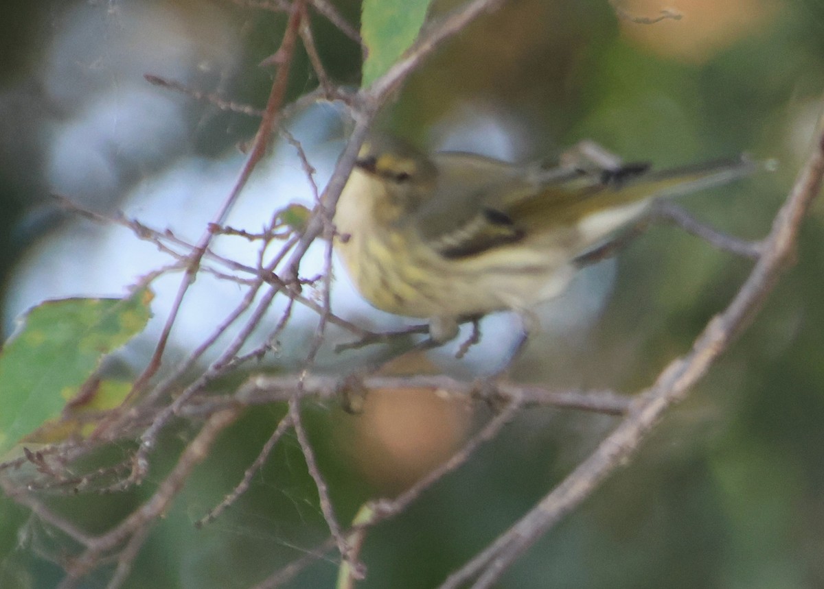 Cape May Warbler - ML642167358