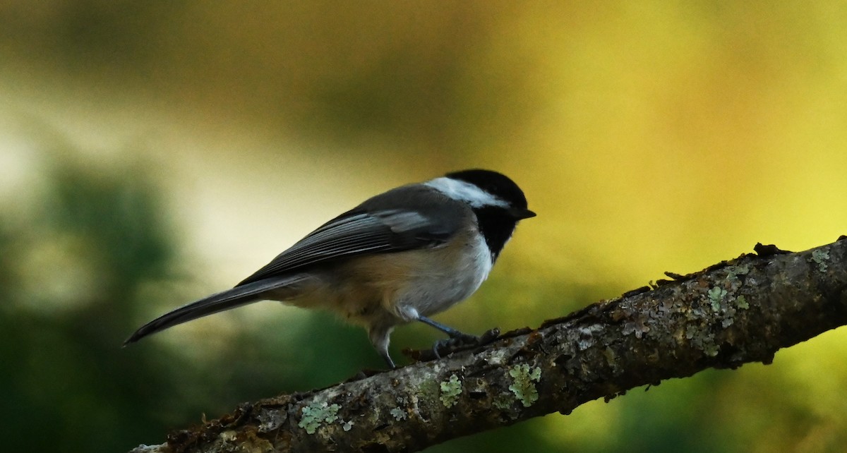 Black-capped Chickadee - ML642167372