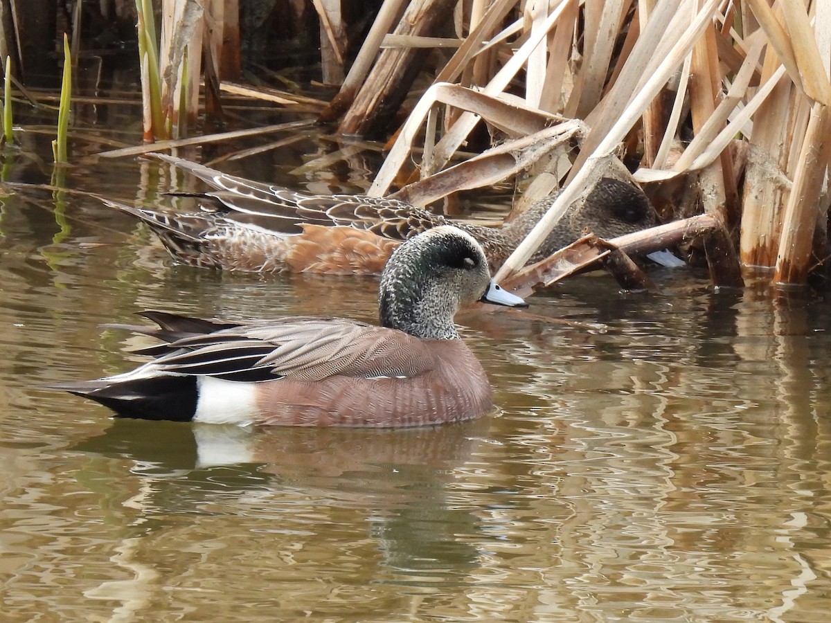 American Wigeon - ML642167380
